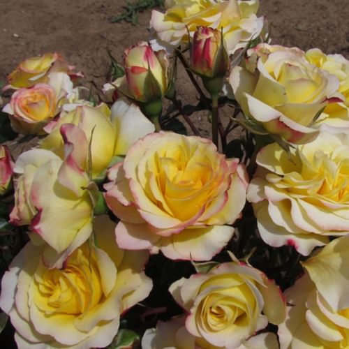 Sárga, rózsaszín sziromszéllel - virágágyi floribunda rózsa